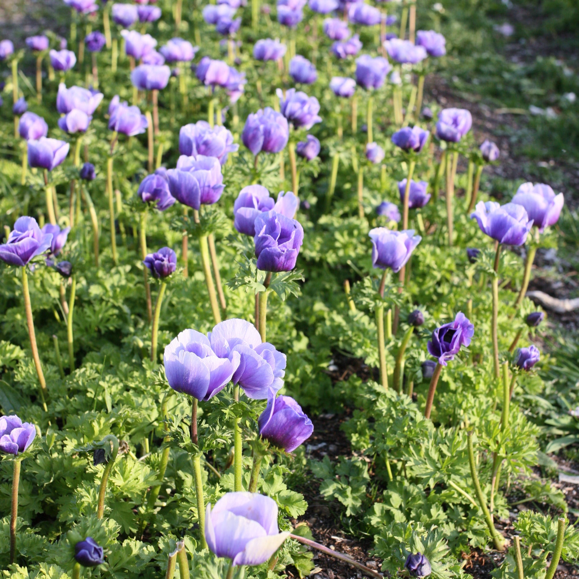 Italian Anemone Corms - Azzuro image 1