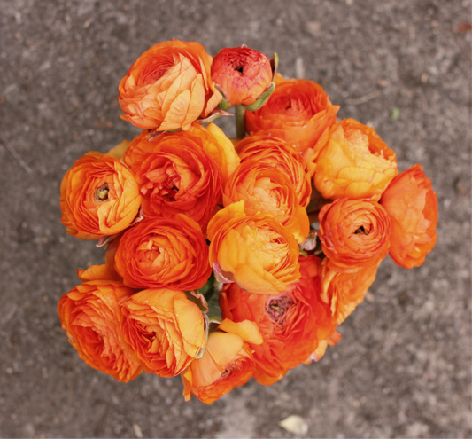 Italian Ranunculus Corms - Highline Salmon (LIMIT of 2 packs per customer image 0