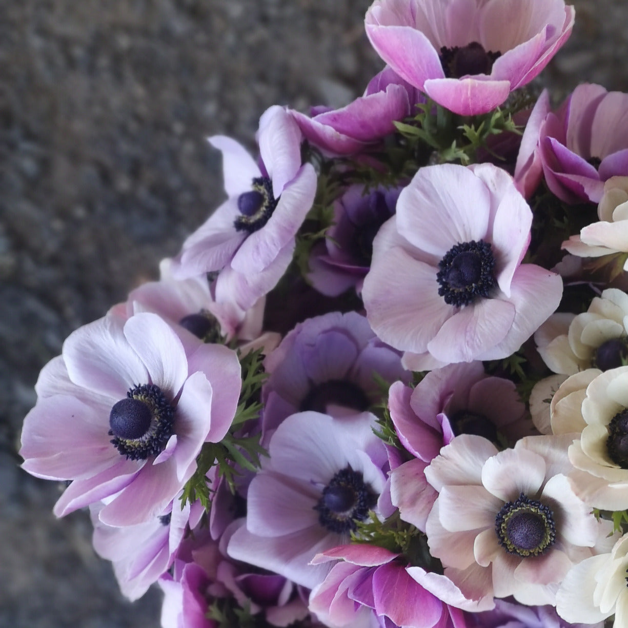 Italian Anemone Corms - Rarity image 2