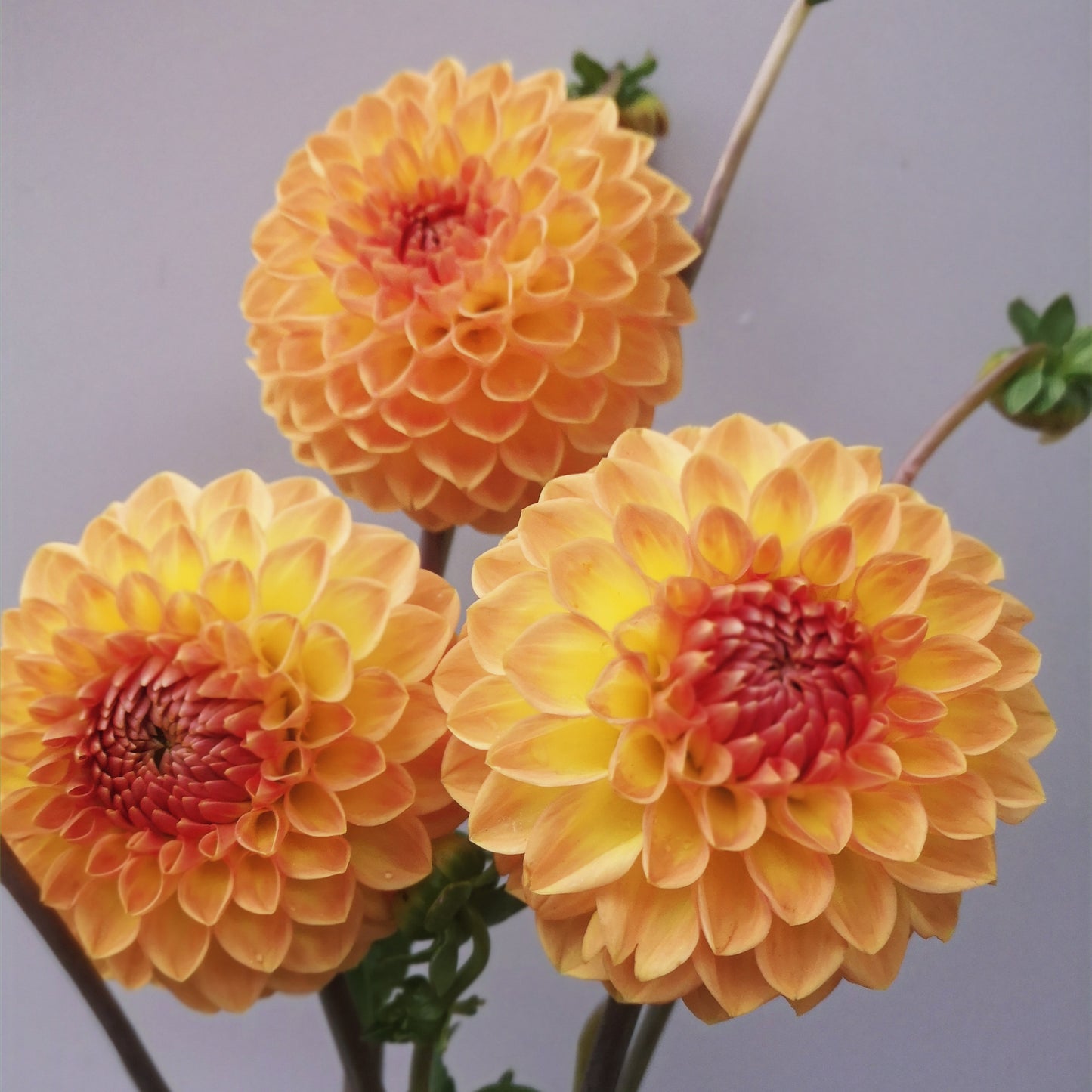 Dahlia Tuber - Blyton Softer Gleam image 0