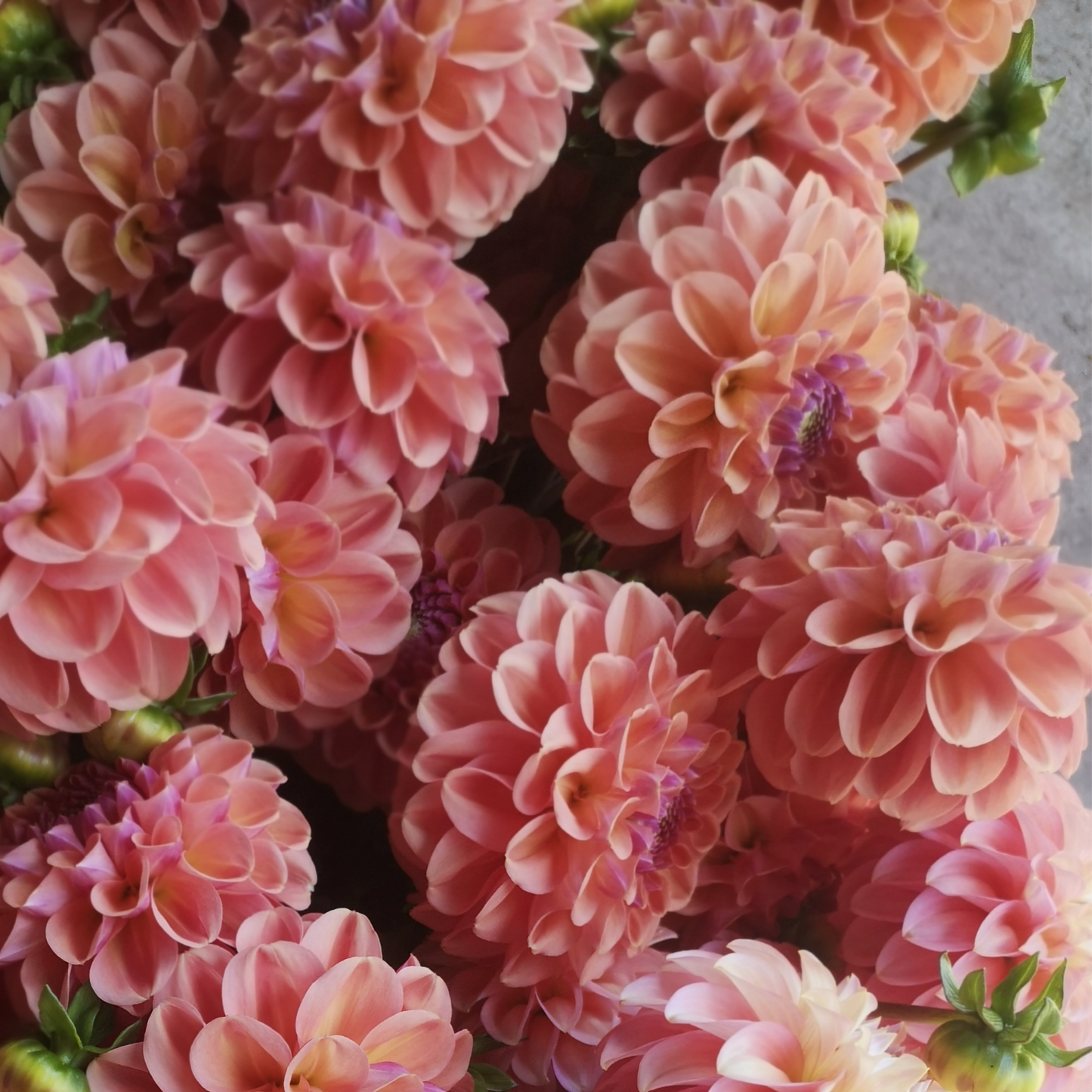 Dahlia Tuber - Breannon image 1