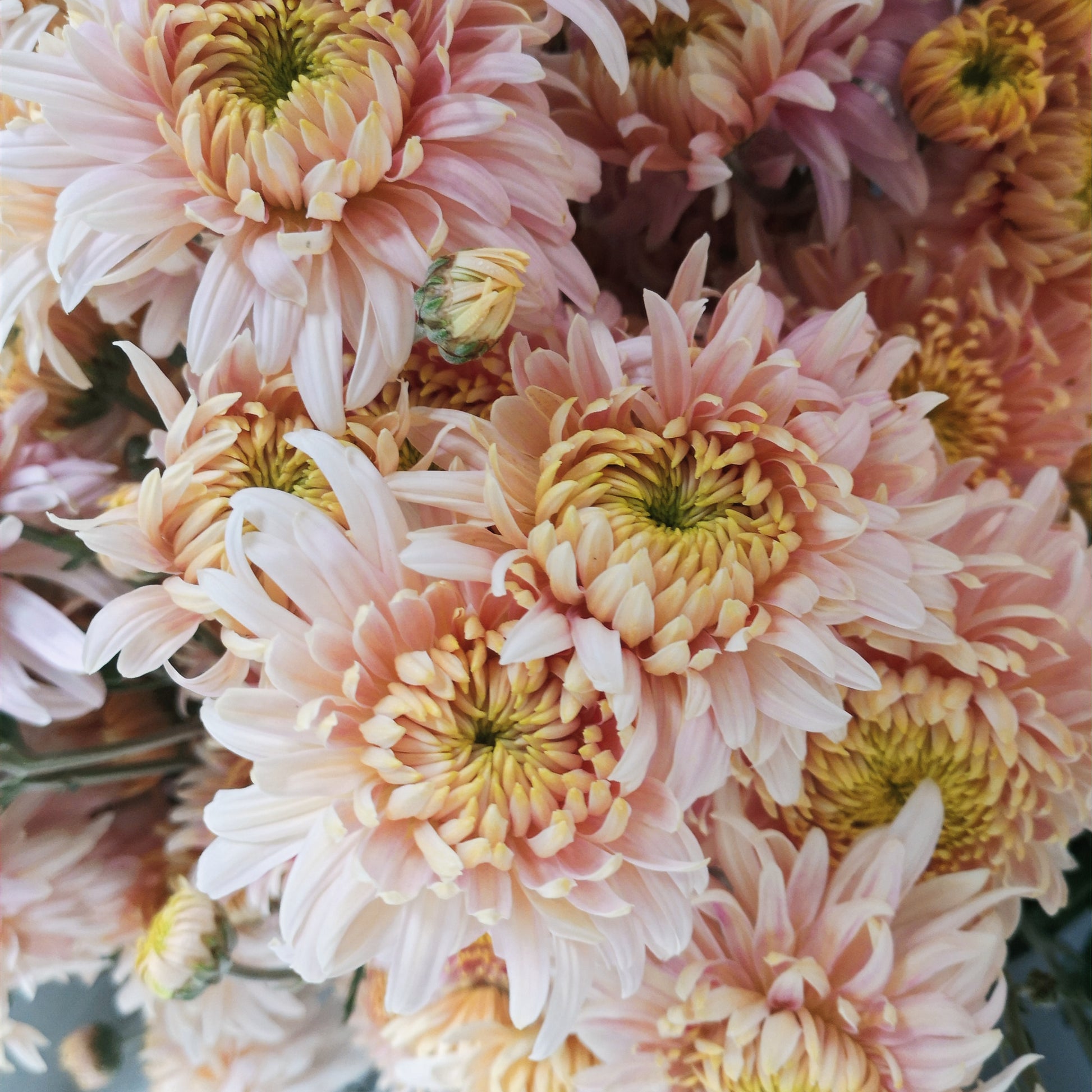 Chrysanthemum Plant - Seaton's J'adore image 2