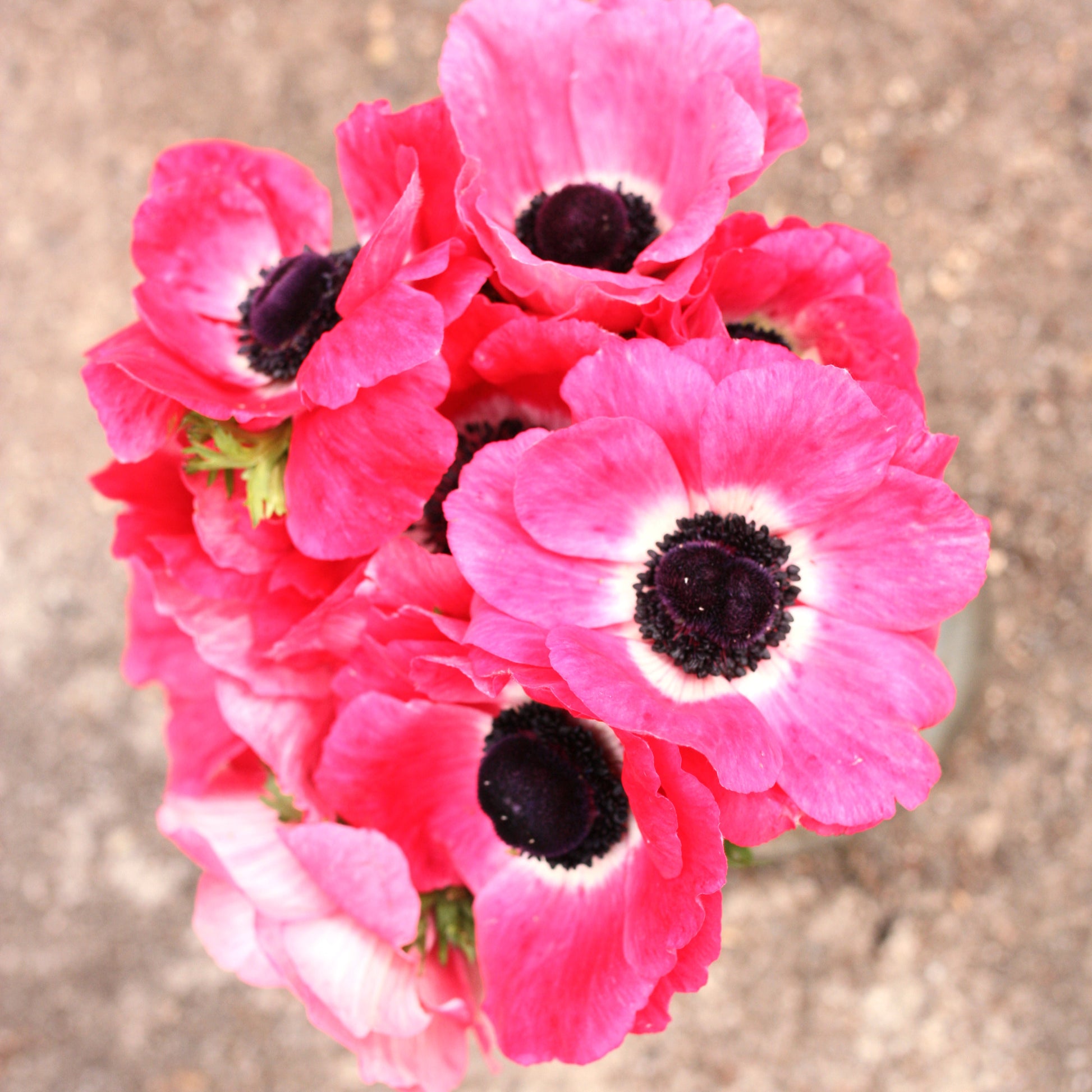 Italian Anemone Corms - Pinkie image 1