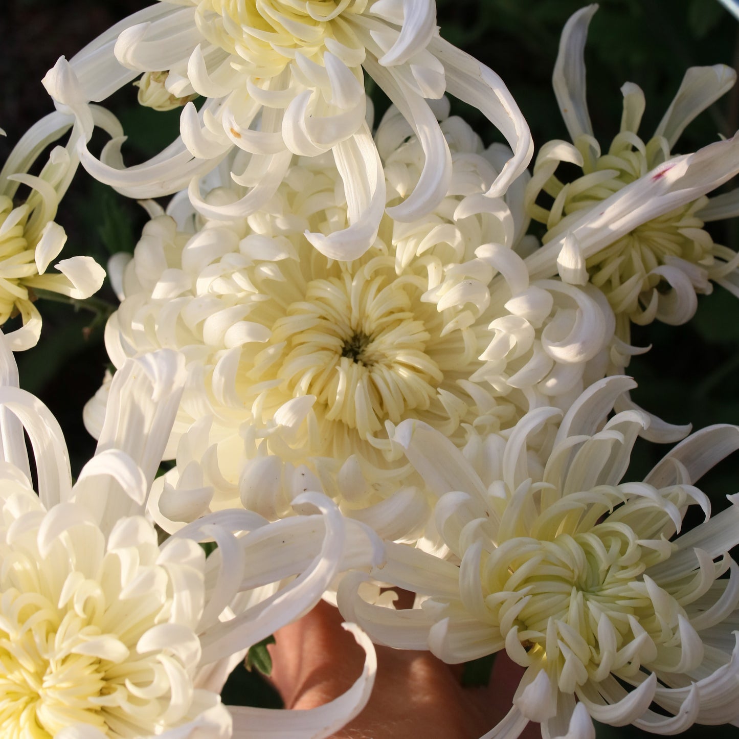 Chrysanthemum Plant - Kokka Kokuho image 0
