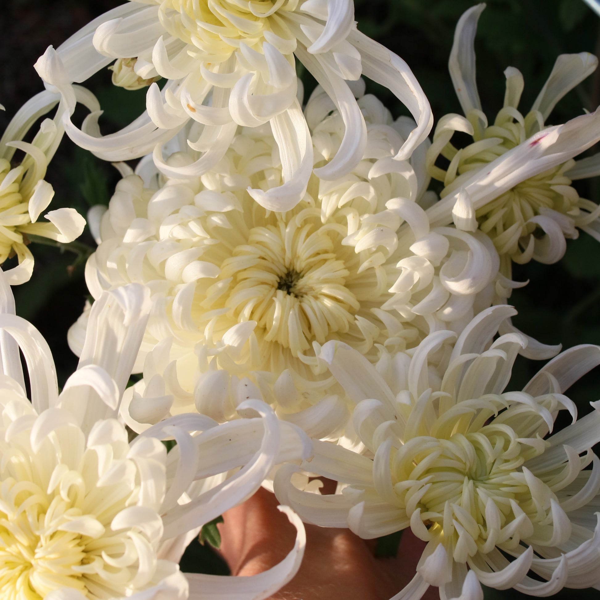 Chrysanthemum Plant - Kokka Kokuho image 0