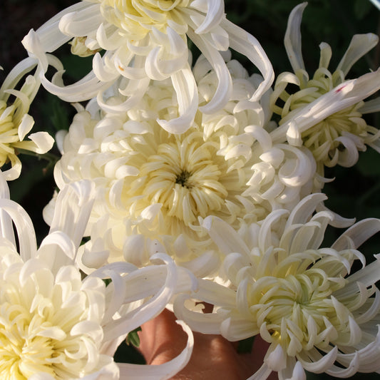 Chrysanthemum Plant - Kokka Kokuho image 0