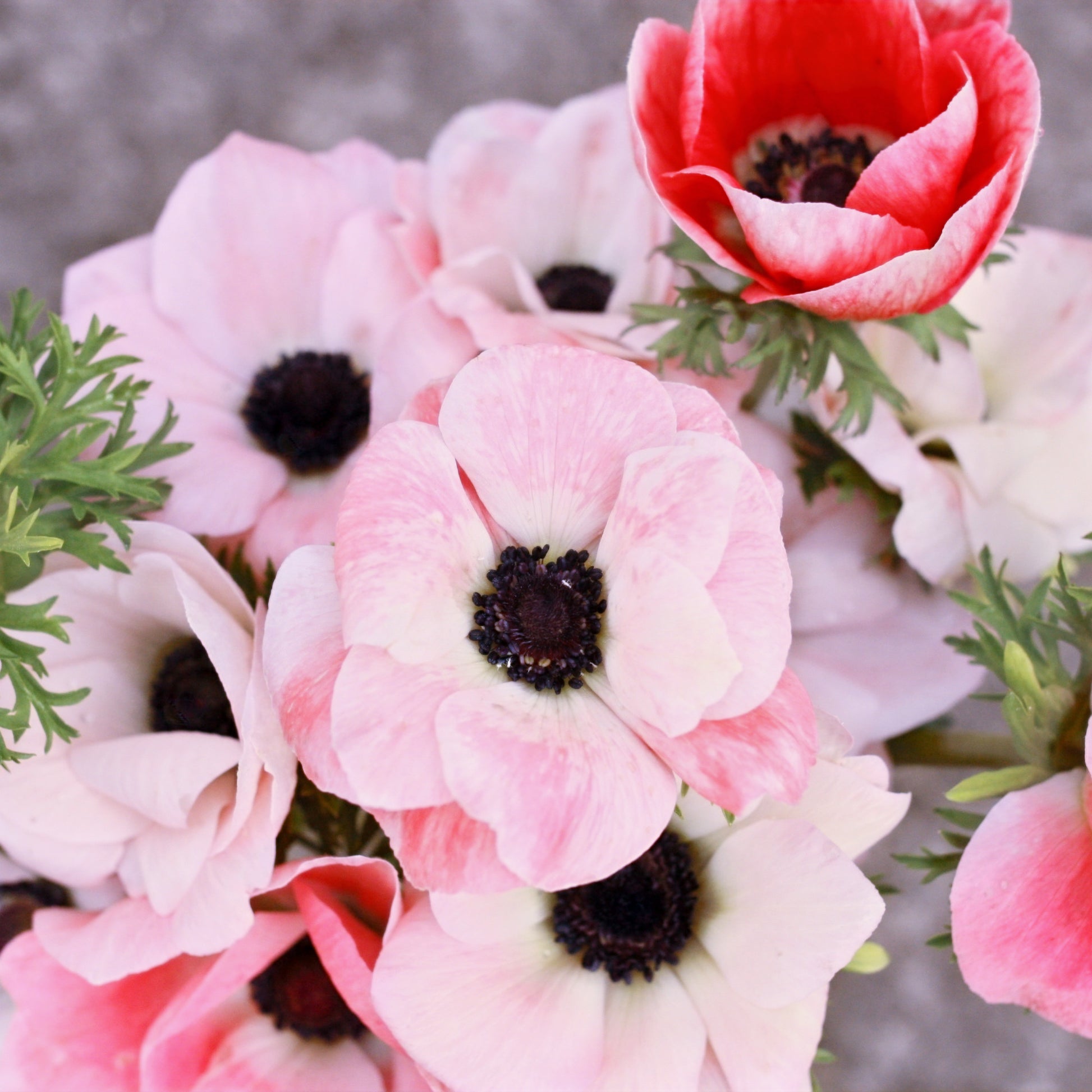 Italian Anemone Corms -Rosa Chiaro image 2
