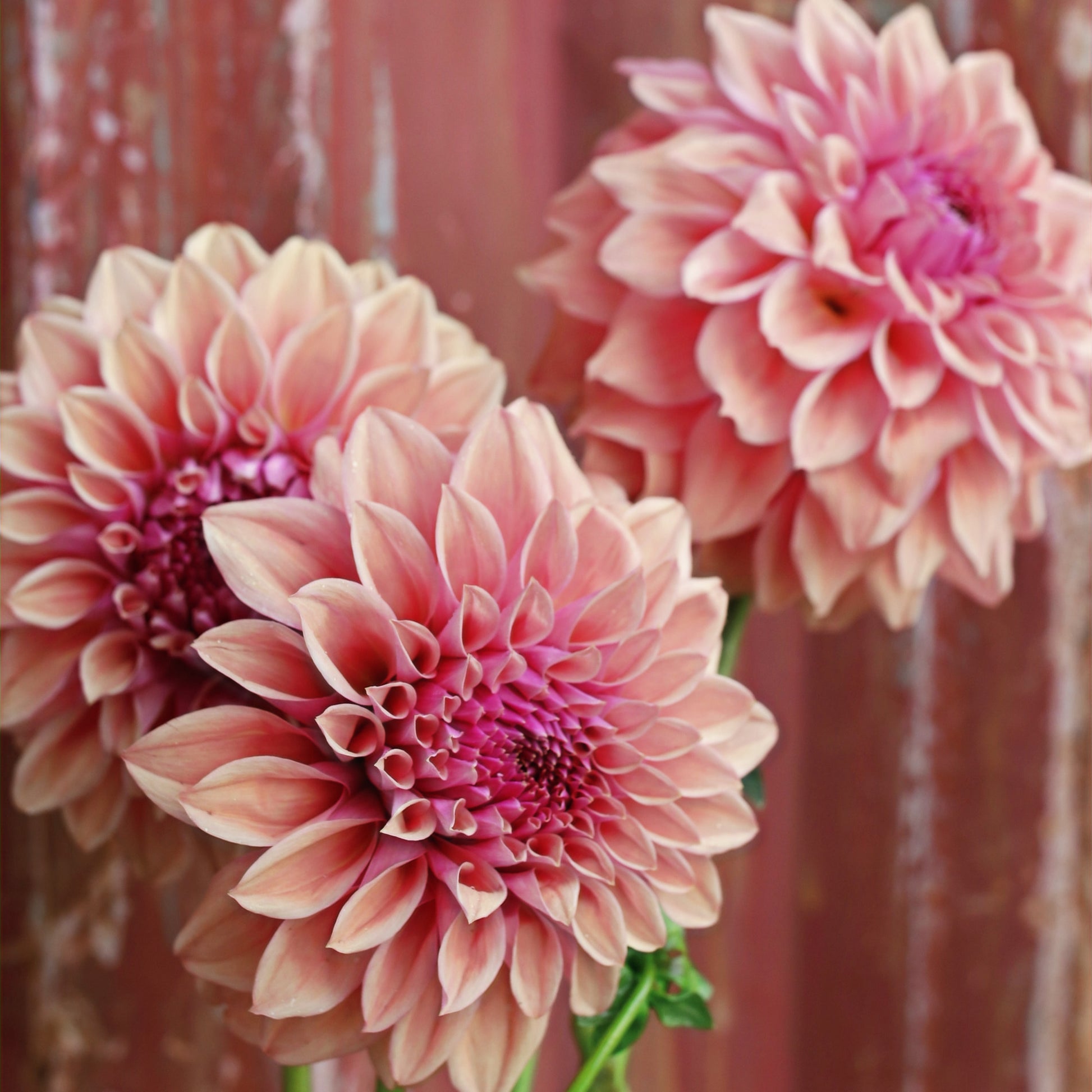 Dahlia Tuber - West Coast image 0