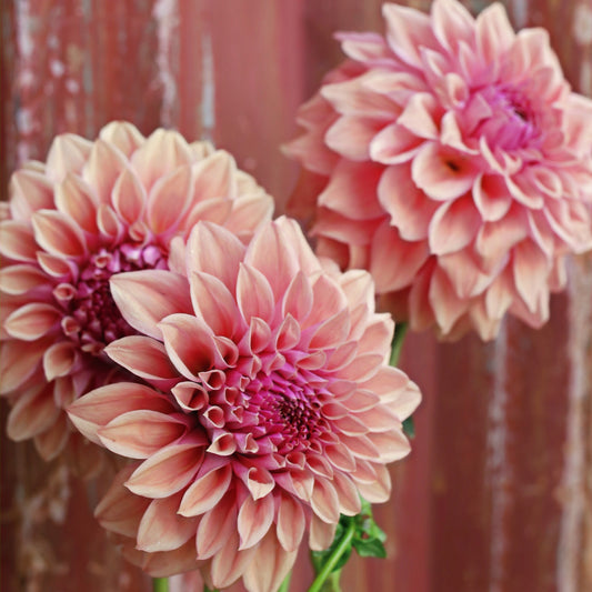 Dahlia Tuber - West Coast image 0