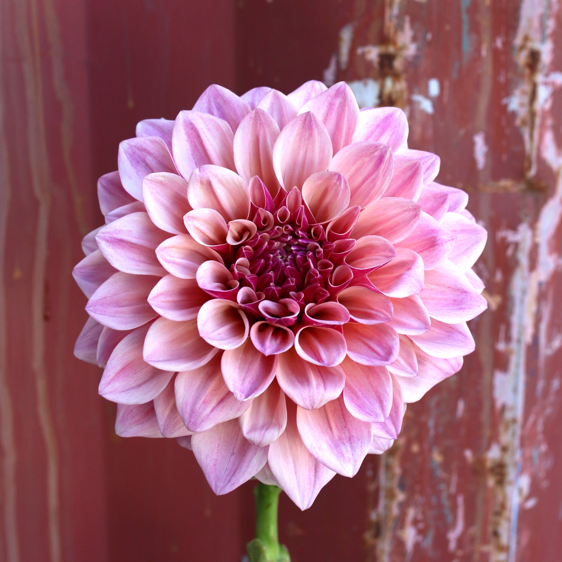 Dahlia Plant - Florelie Antique image 0