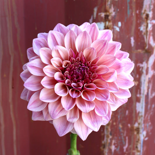 Dahlia Plant - Florelie Antique image 0
