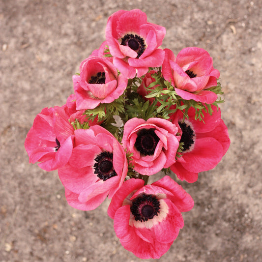 Italian Anemone Corms - Pinkie image 0