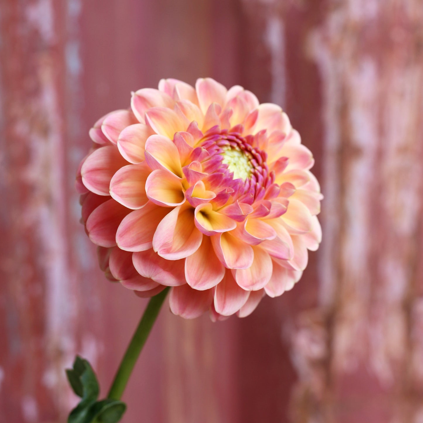 Dahlia Tuber - L.A.T.E image 0