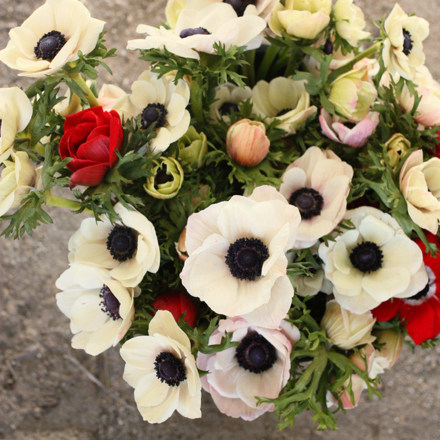 Italian Anemone Corms - Bianco Centro Nero image 0