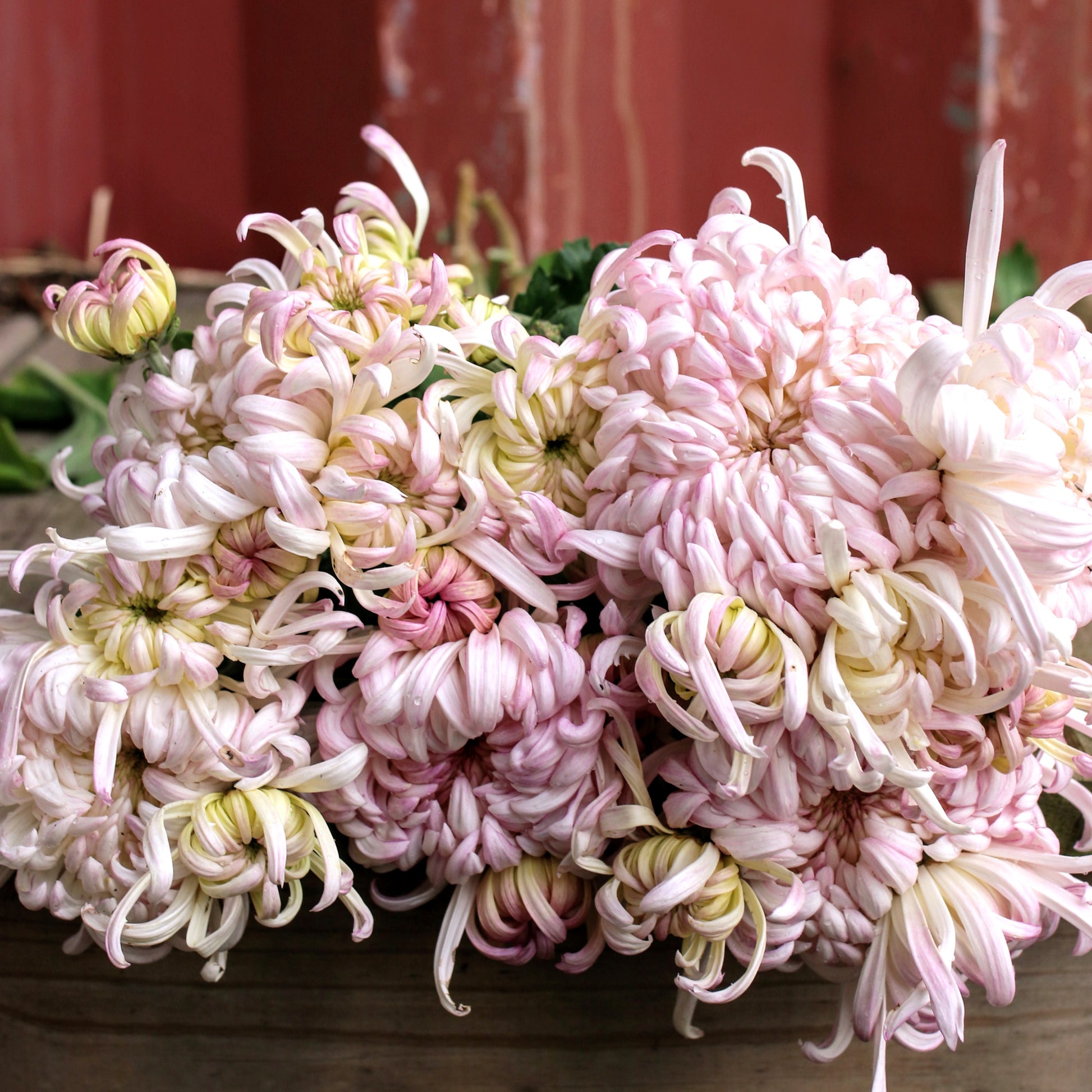Chrysanthemum Plant - Kokka Shi Shi image 0