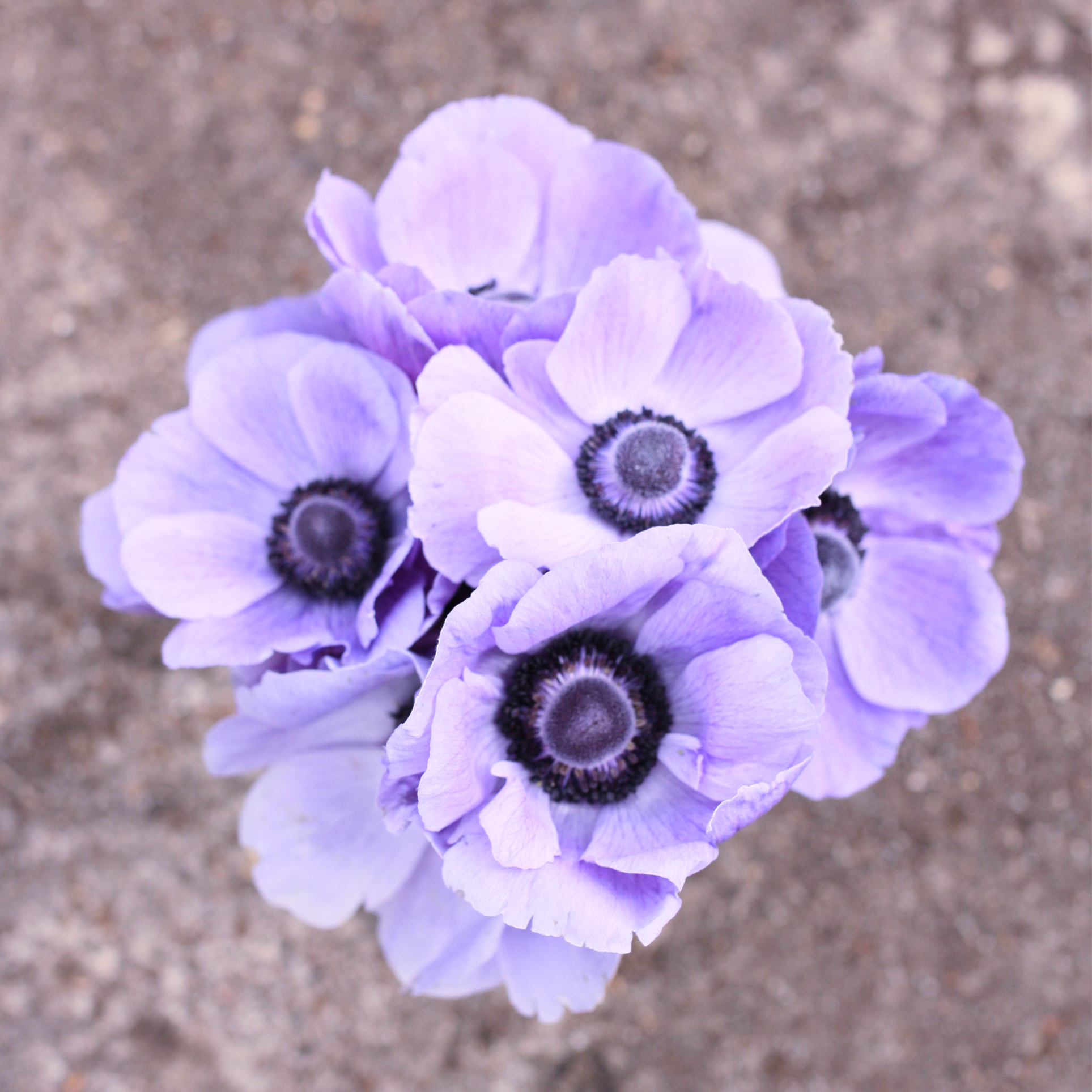 Italian Anemone Corms - Azzuro image 0