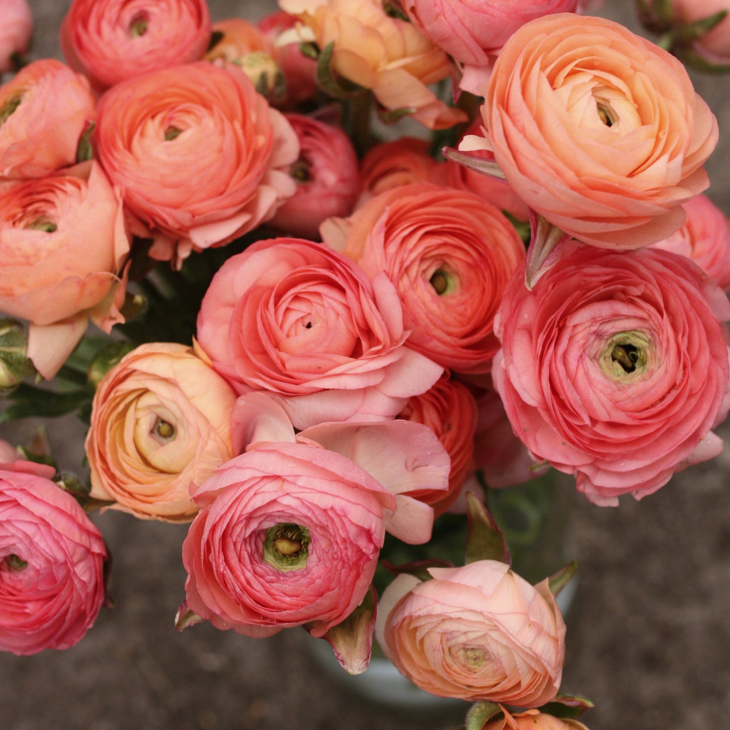 Italian Ranunculus Corms -  Elegance Salmon (LIMIT of 2 packs per customer image 0