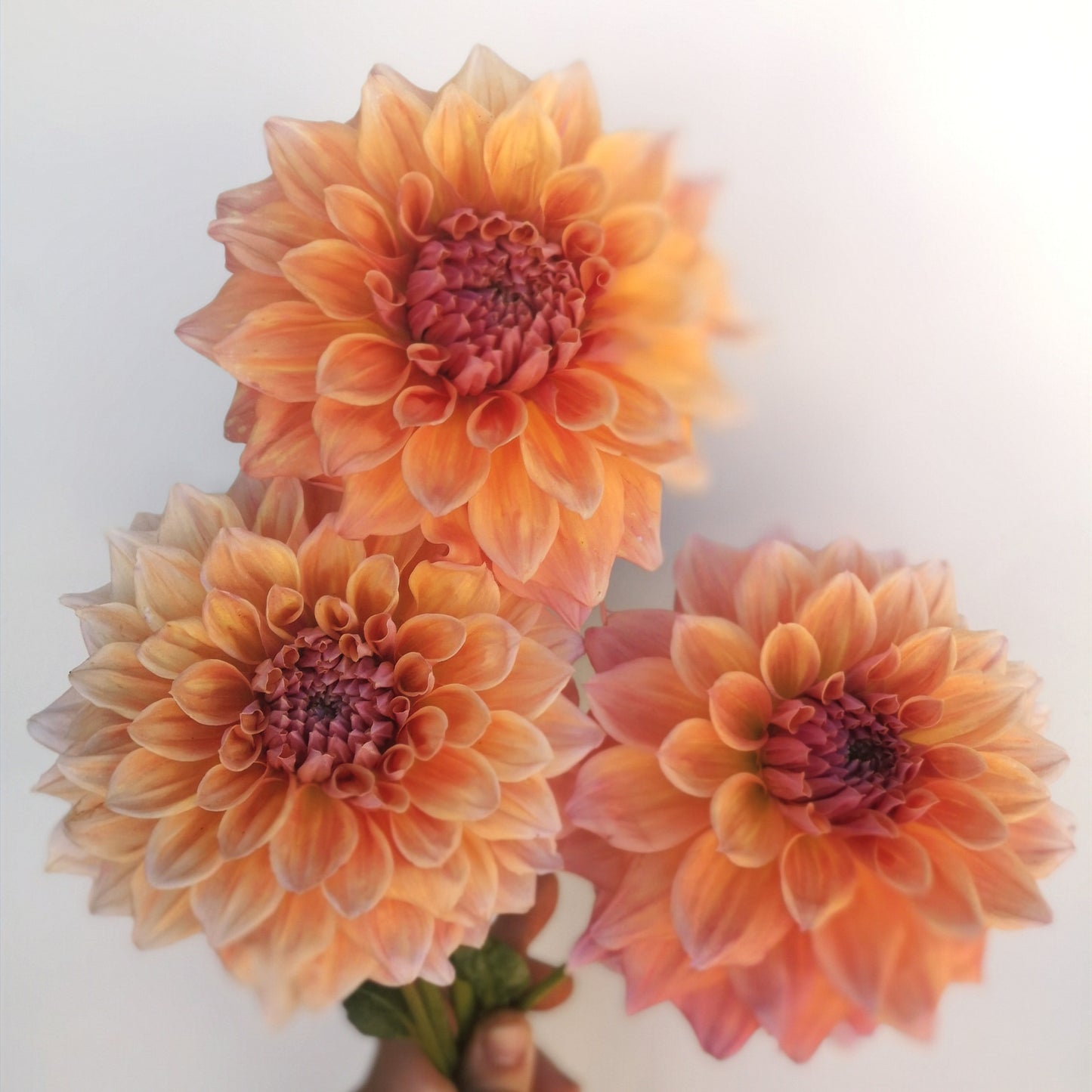 Dahlia Tuber - West Coast image 1