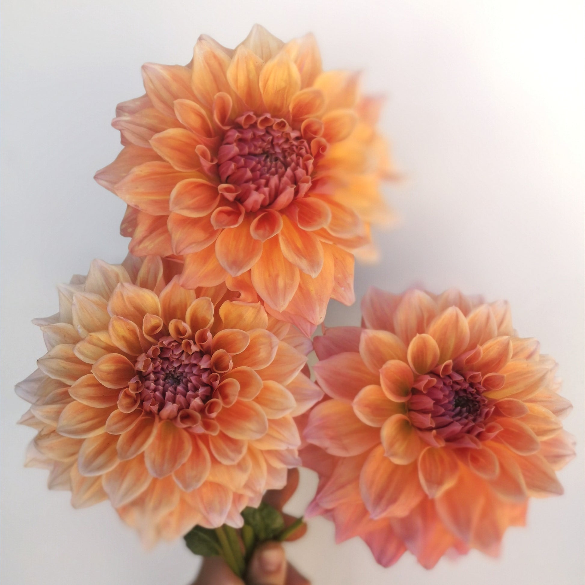 Dahlia Tuber - West Coast image 1