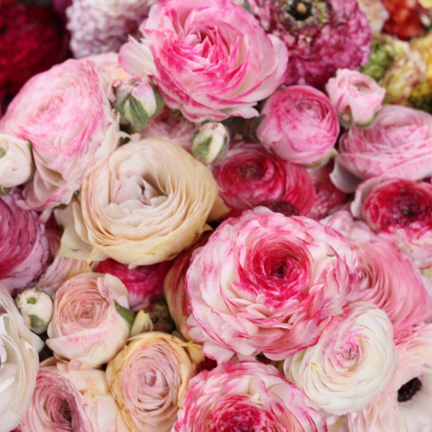 Farm Bunch -Ranunculus image 4