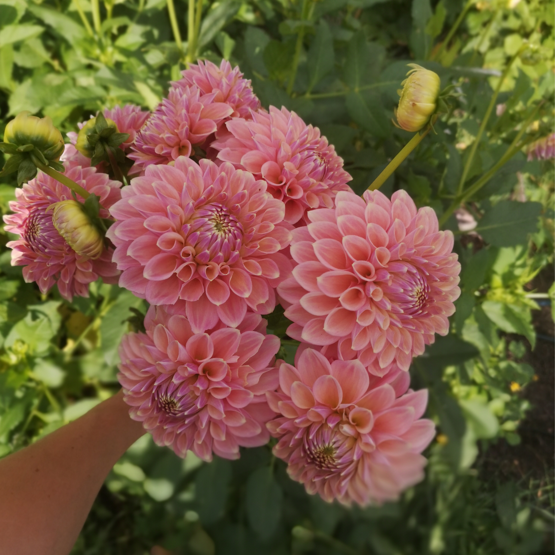 Dahlia Plant - Boundary Sophie image 0
