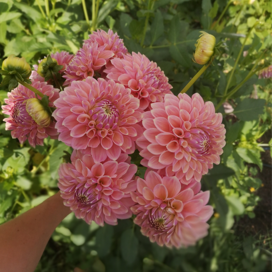 Dahlia Plant - Boundary Sophie image 0