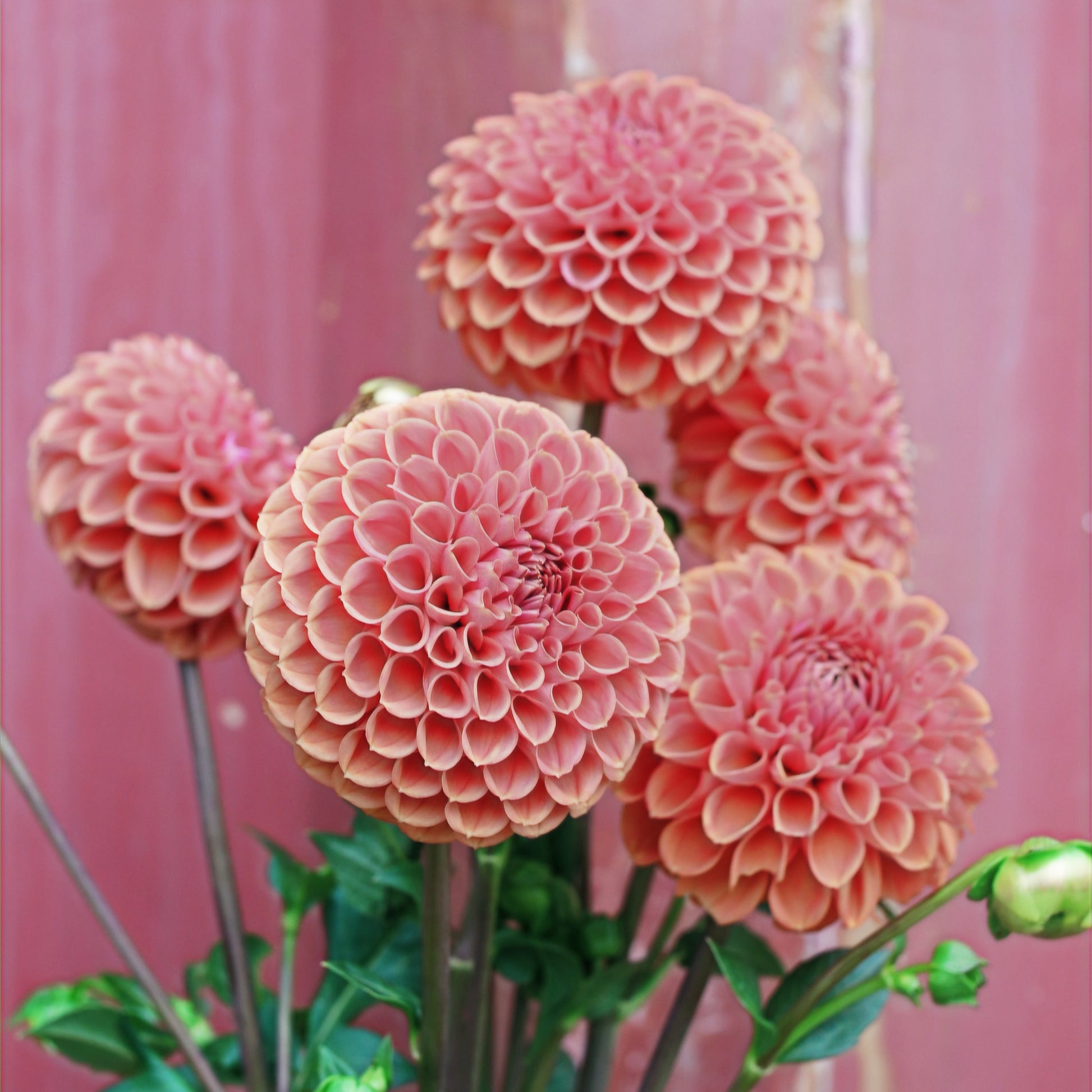 Dahlia Plant - Sheila image 0