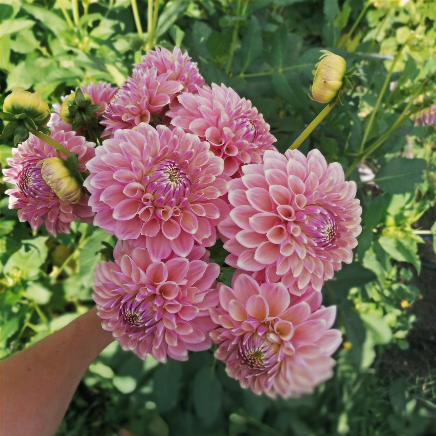 Dahlia Tuber - Boundary Sophie - LIMIT OF 1 PER HOUSEHOLD image 0
