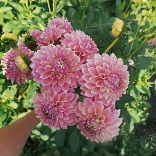 Dahlia Tuber - Boundary Sophie - LIMIT OF 1 PER HOUSEHOLD image 0