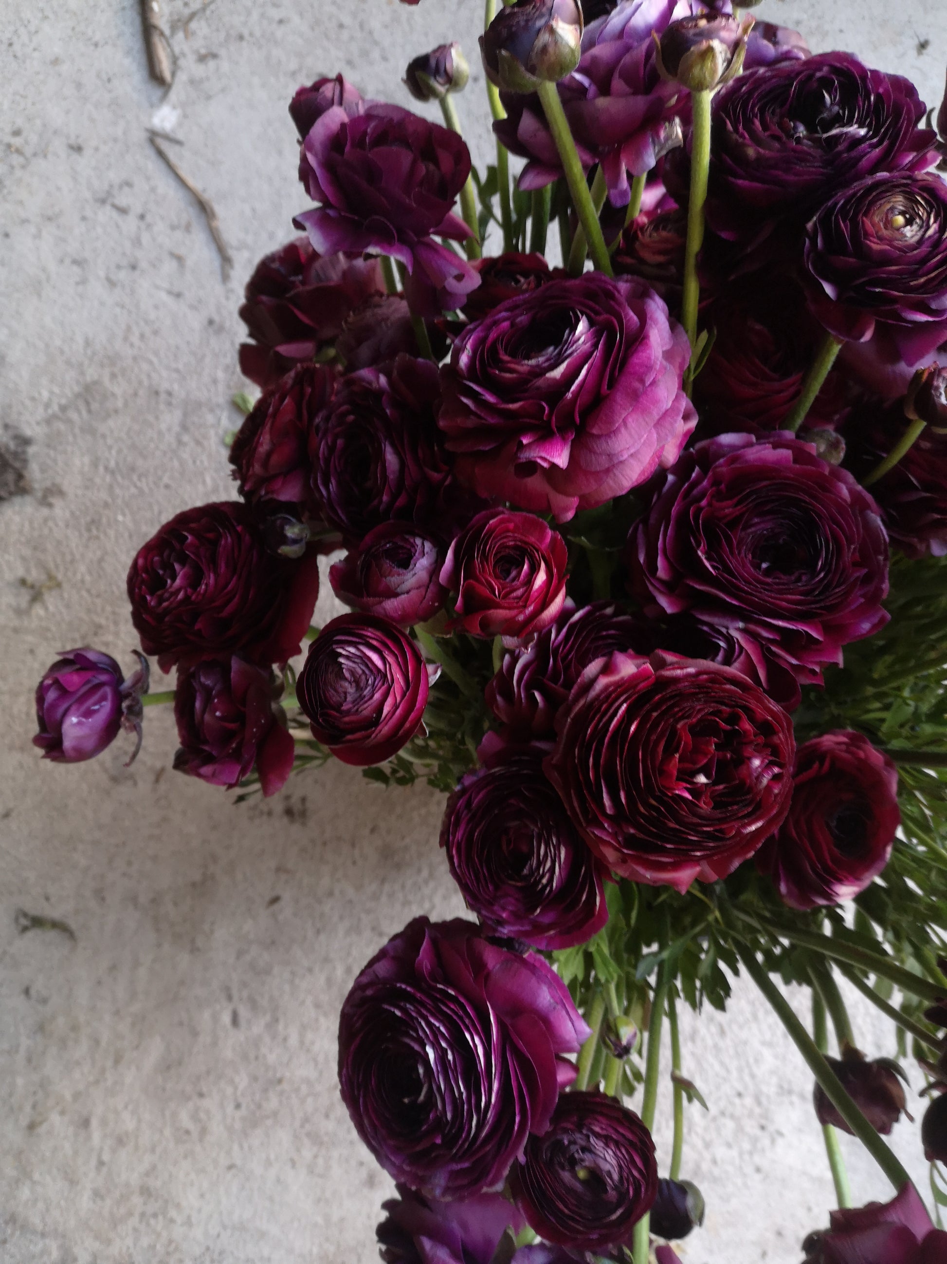 Farmer's Pack - Italian Ranunculus Corms -Violet image 2