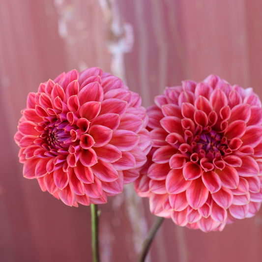 Dahlia Tuber - Warraview Watermelon image 0