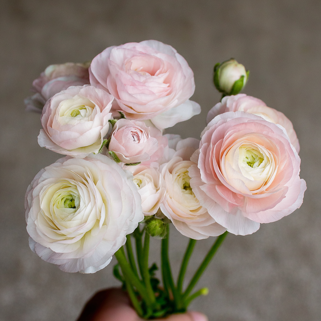 French & Italian Ranunculus Seedling Plugs - Collection - 10 Pack image 2