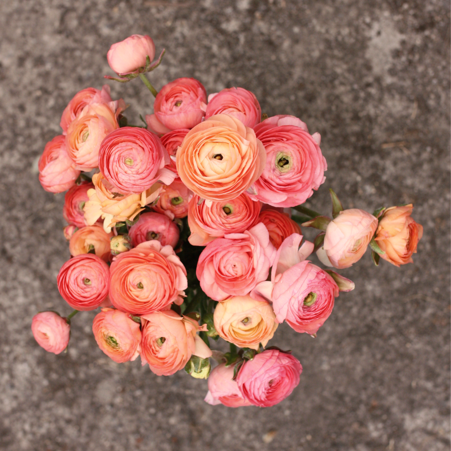 Italian Ranunculus Corms -  Elegance Salmon (LIMIT of 2 packs per customer image 2