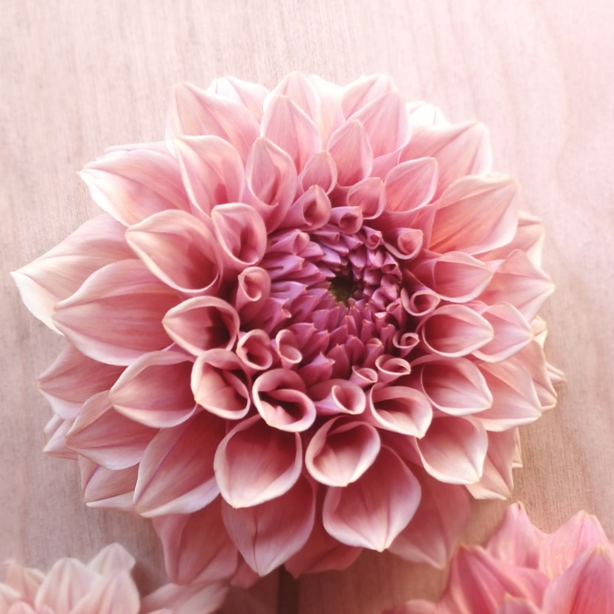 Dahlia Plant - Formby Duke image 0