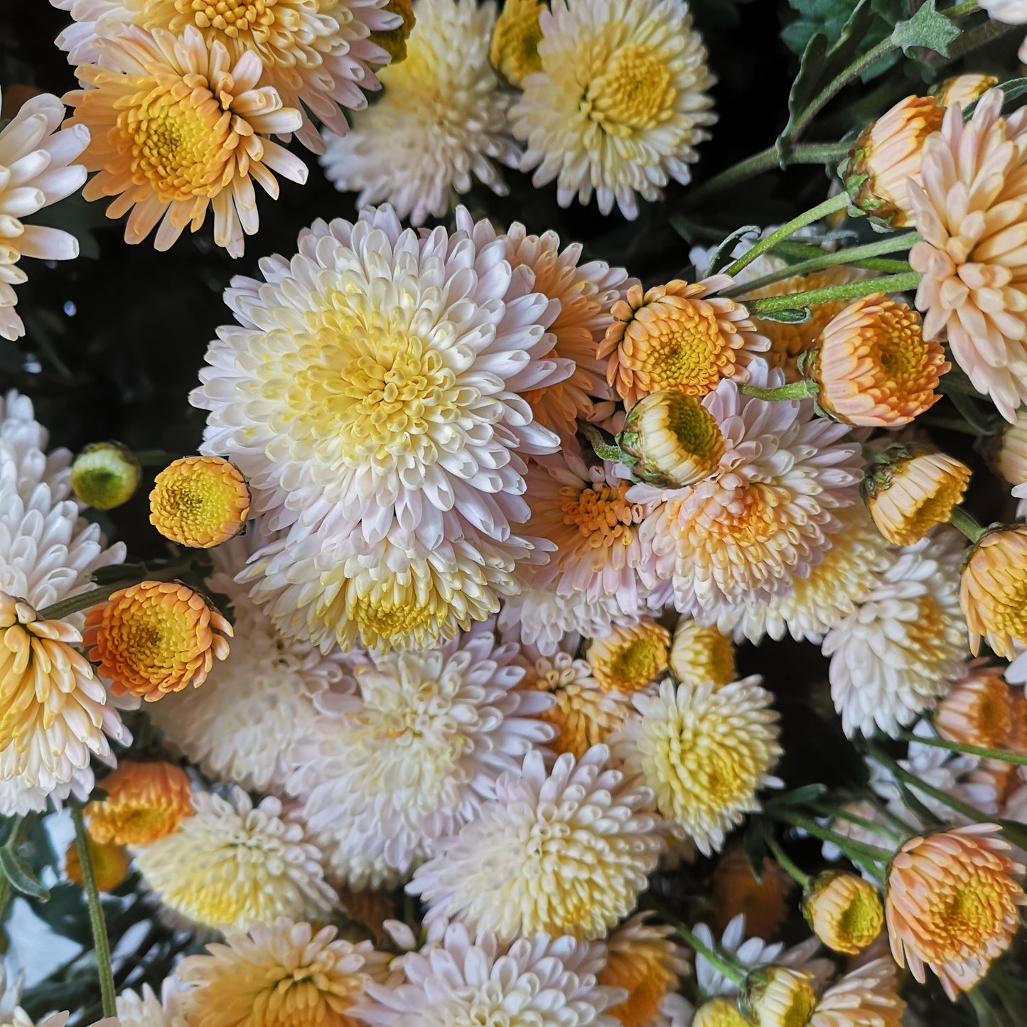 Chrysanthemum Plant - Kelvin Oyster image 0