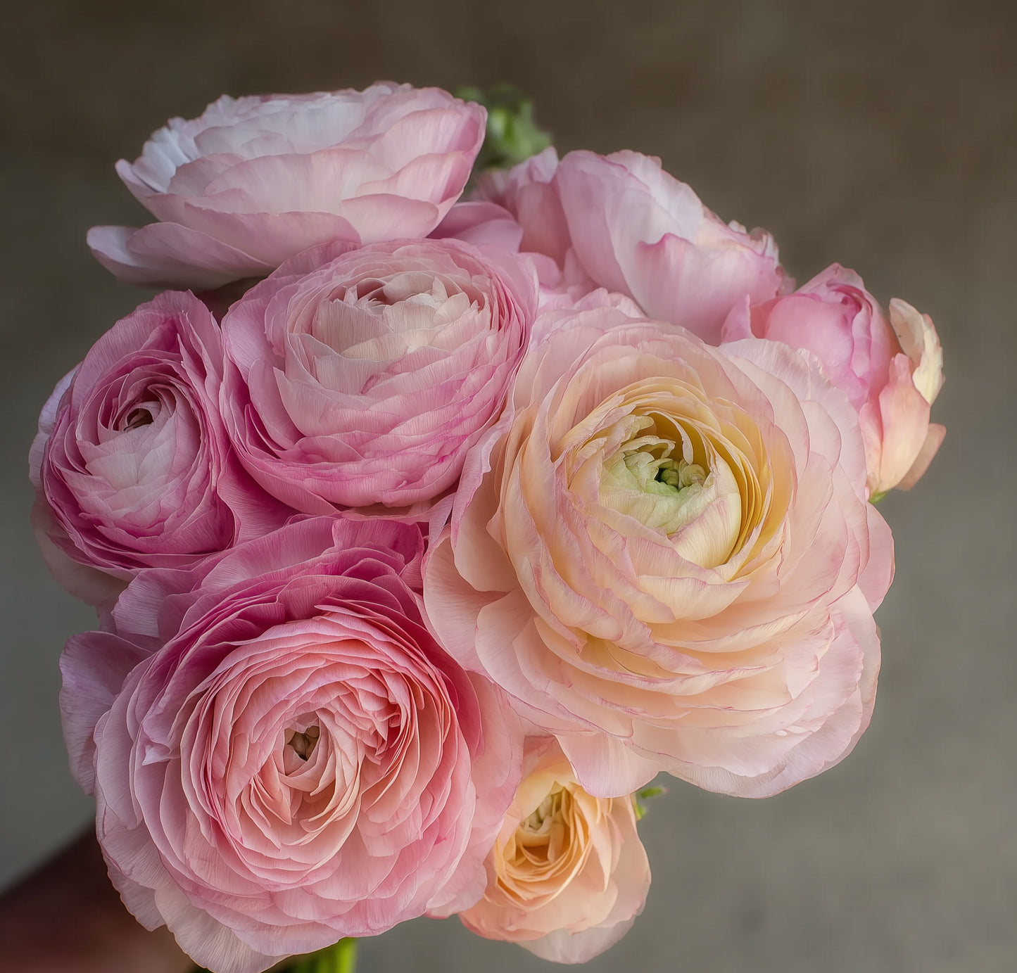 French & Italian Ranunculus Seedling Plugs - Collection - 10 Pack image 3
