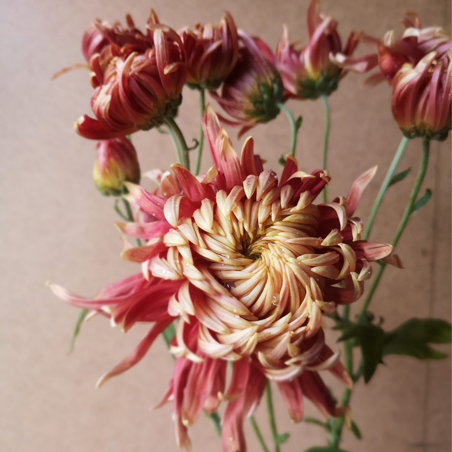 Chrysanthemum Plant - Seaton's Nectar image 1