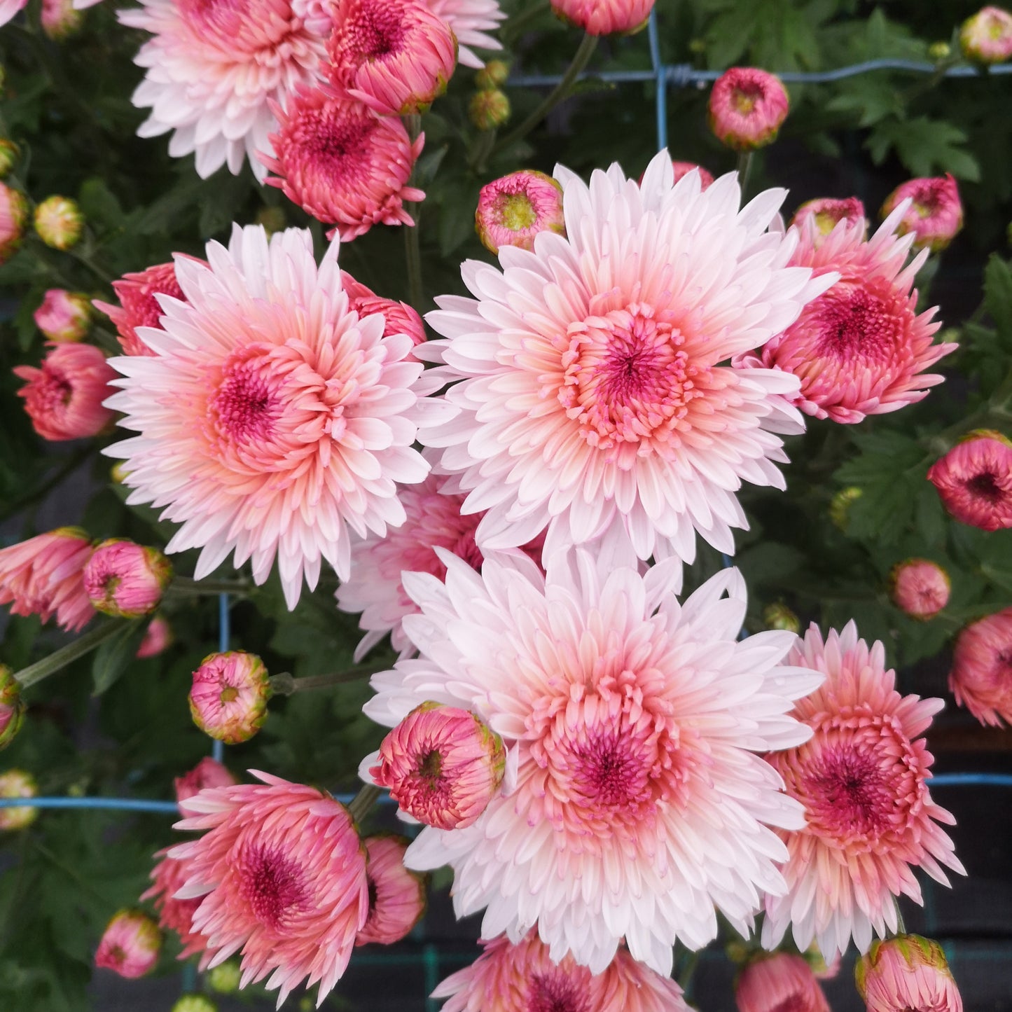Chrysanthemum Plant - Otome Pink image 0