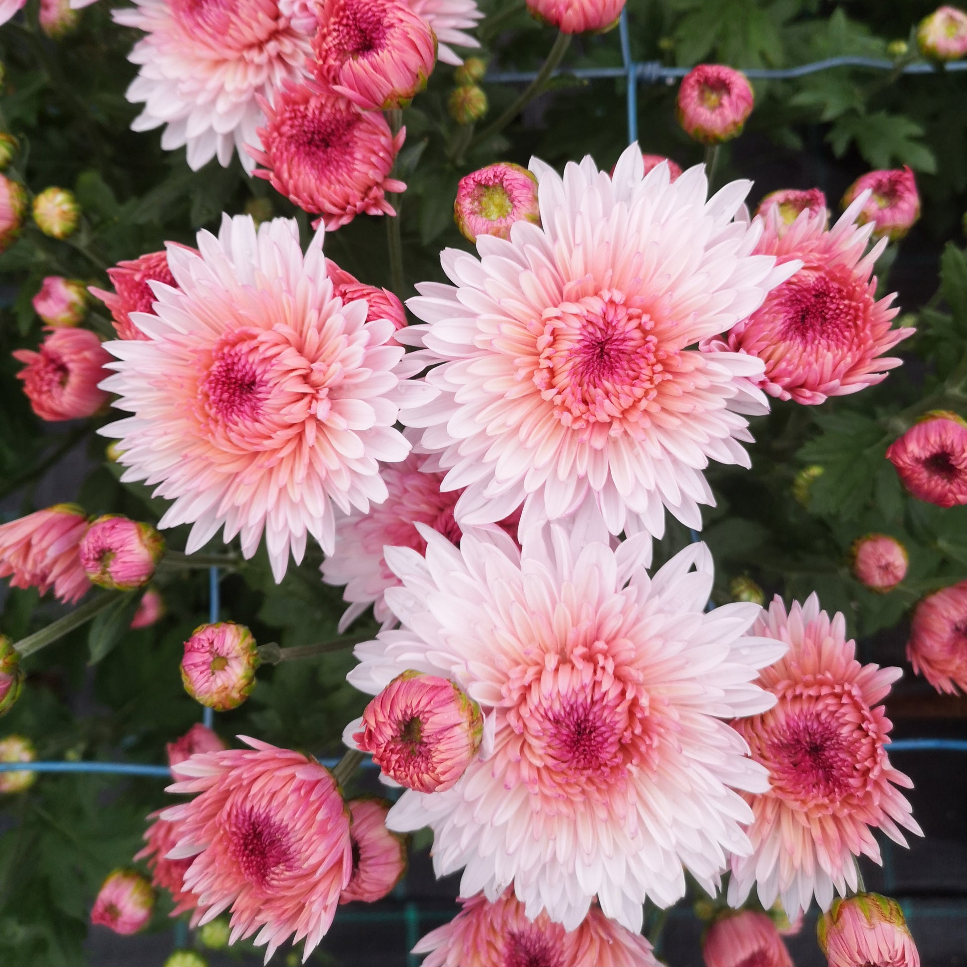 Chrysanthemum Plant - Otome Pink image 0