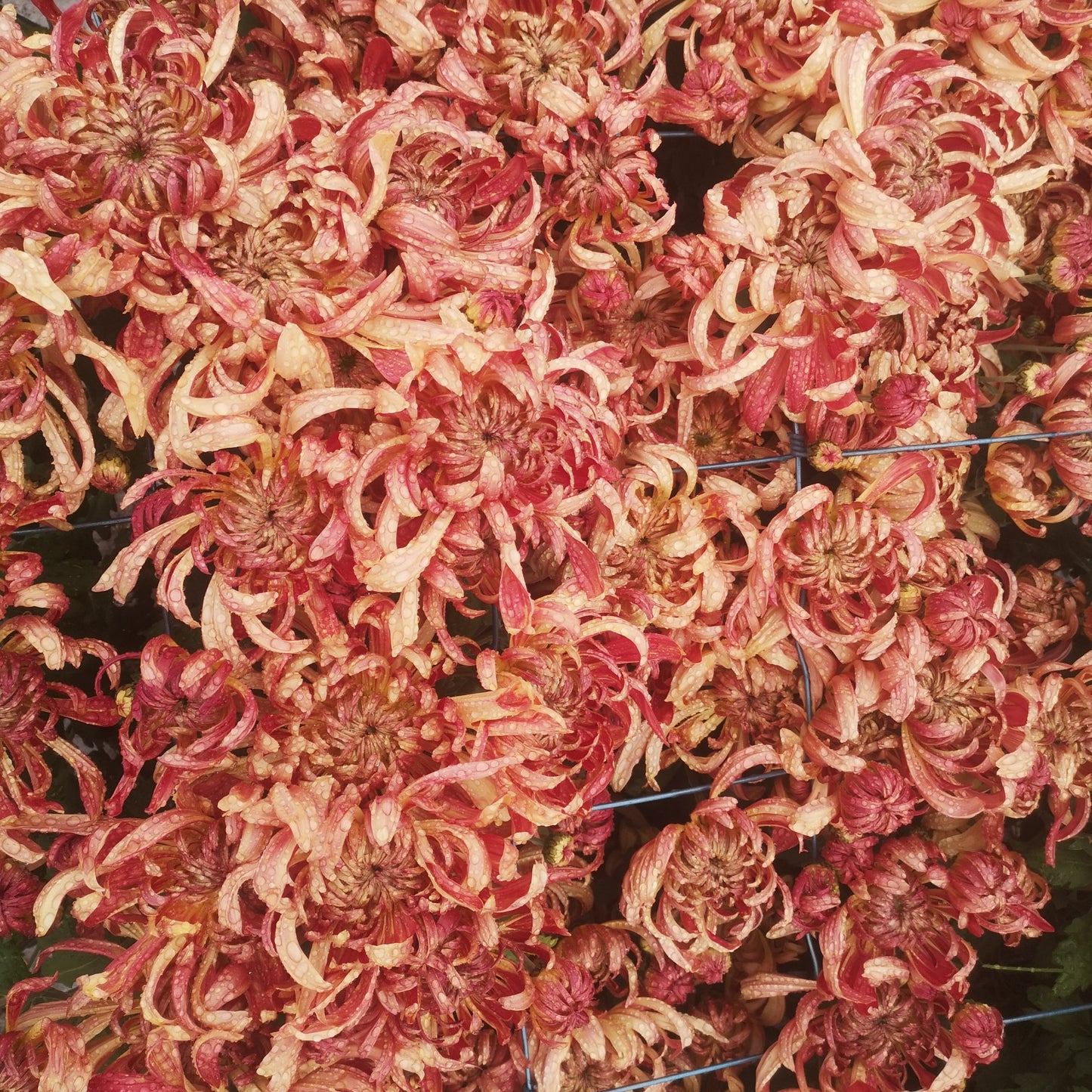 Chrysanthemum Plant - Kokka Ebino image 3