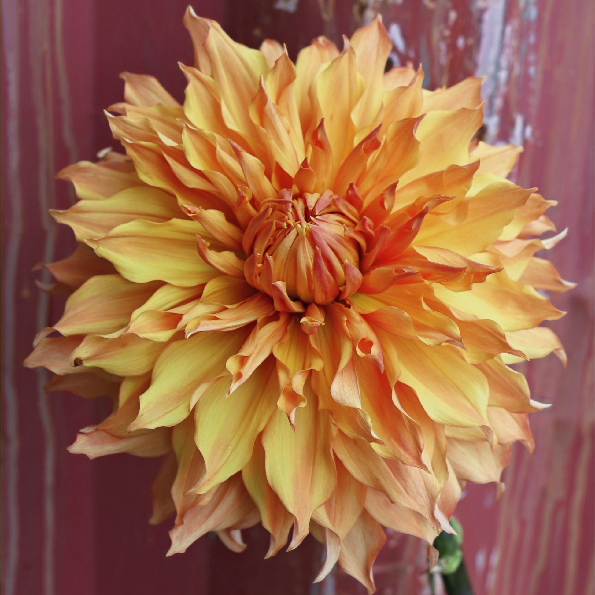 Dahlia Plant - Hamari Gold image 0