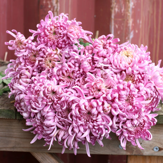 Chrysanthemum Plant - Kokka No Sachi image 0