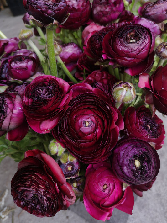 Farmer's Pack - Italian Ranunculus Corms -Violet image 0