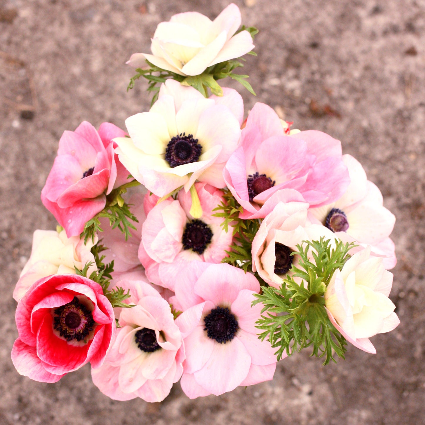 Italian Anemone Corms -Rosa Chiaro image 0