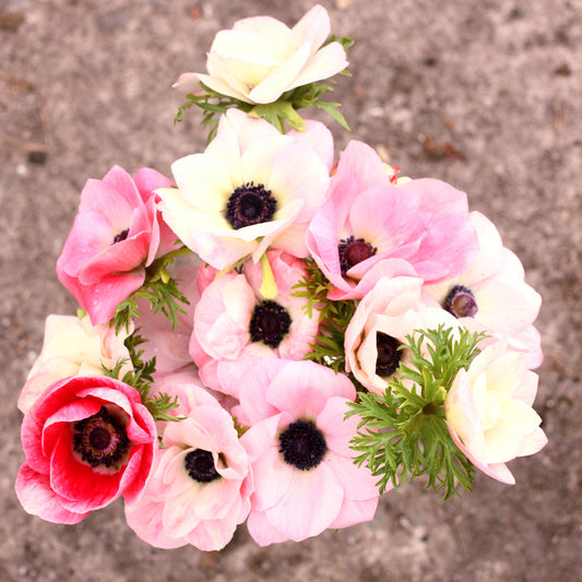 Italian Anemone Corms -Rosa Chiaro image 0