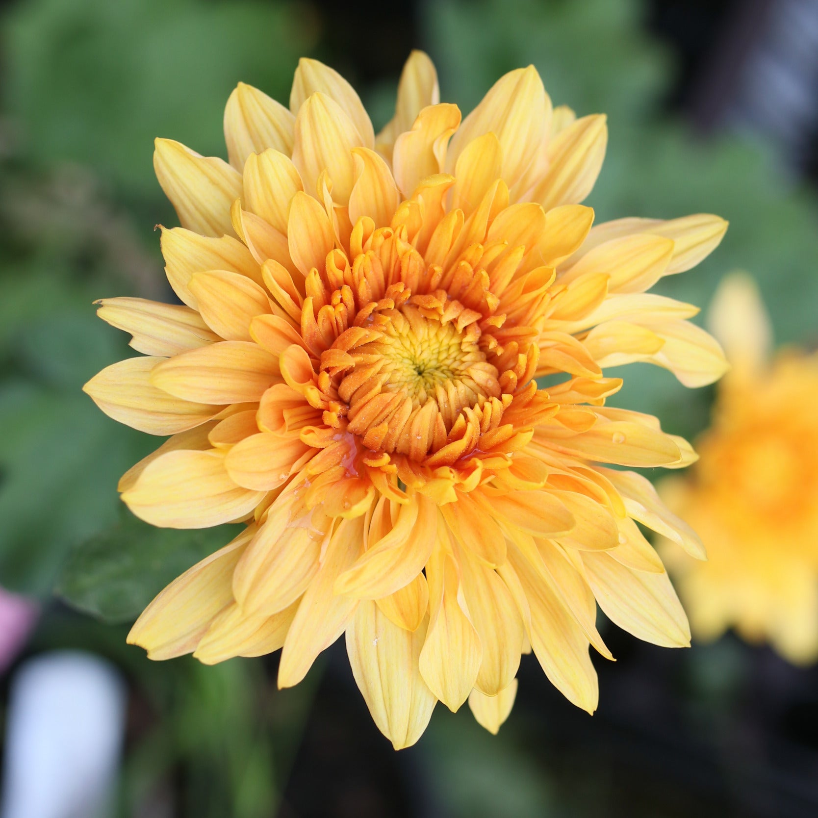 Chrysanthemum Plant - Apricot Princess Anne image 0