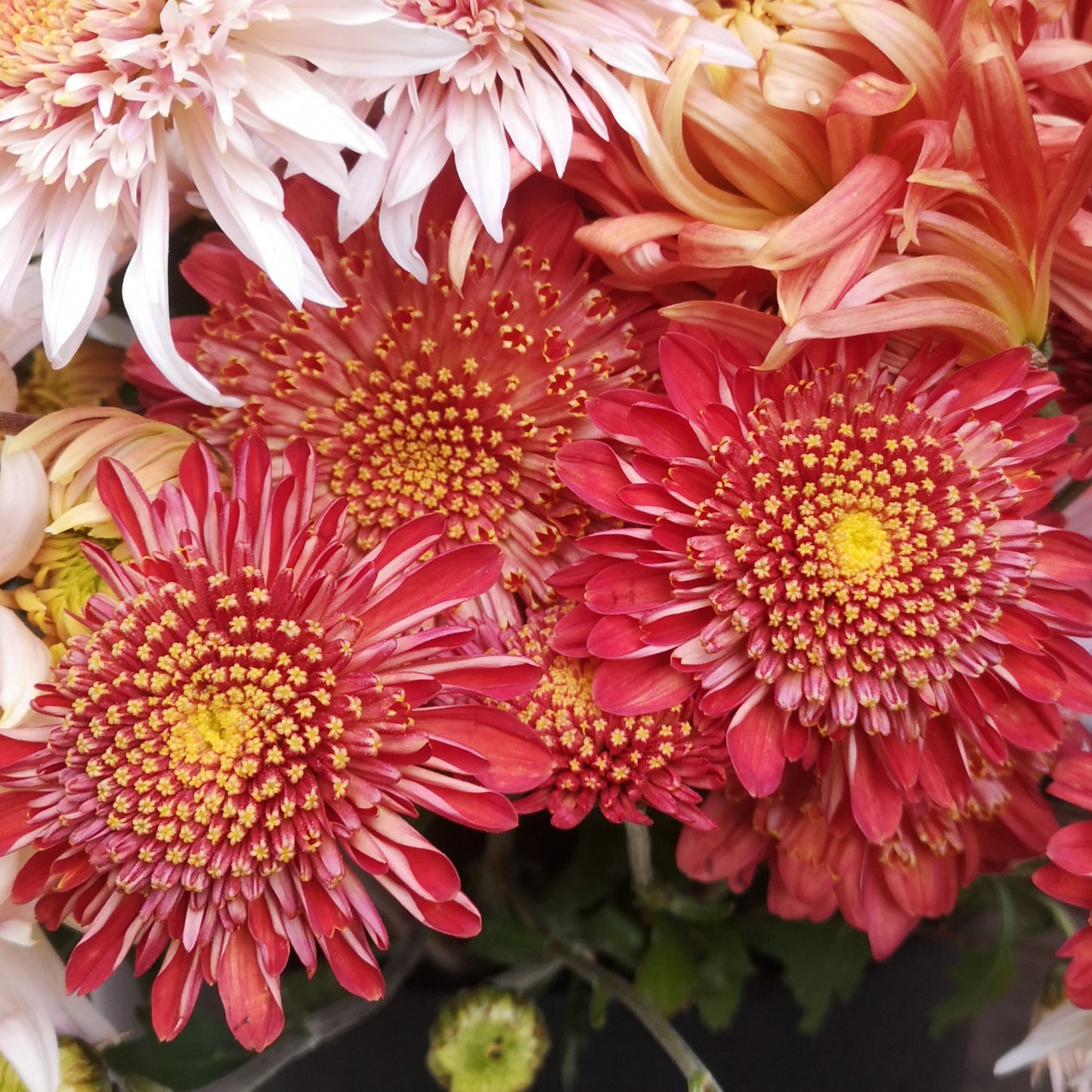Chrysanthemum Plant - Seaton's Rosie image 3