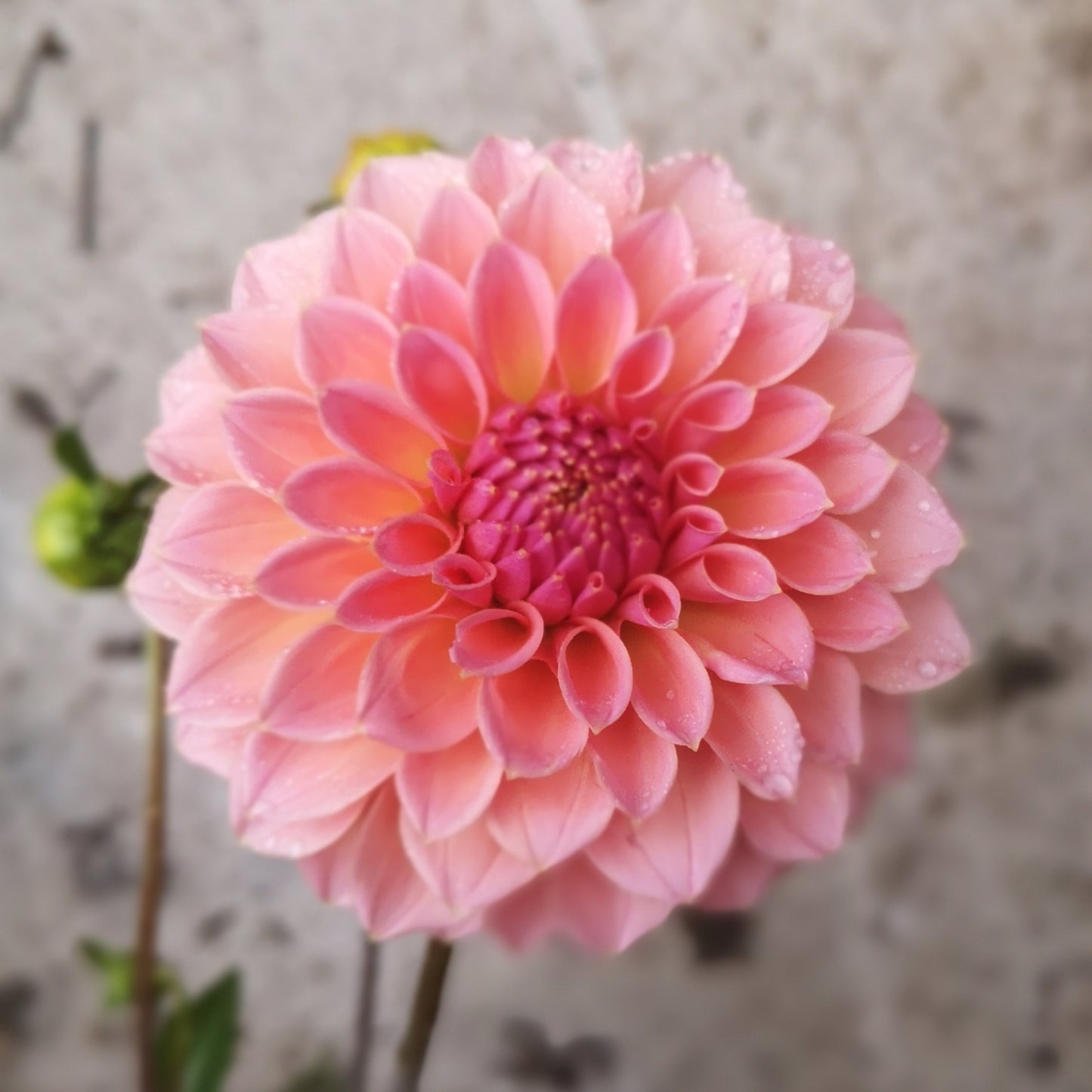 Dahlia Tuber - Hiller Tanunda image 2