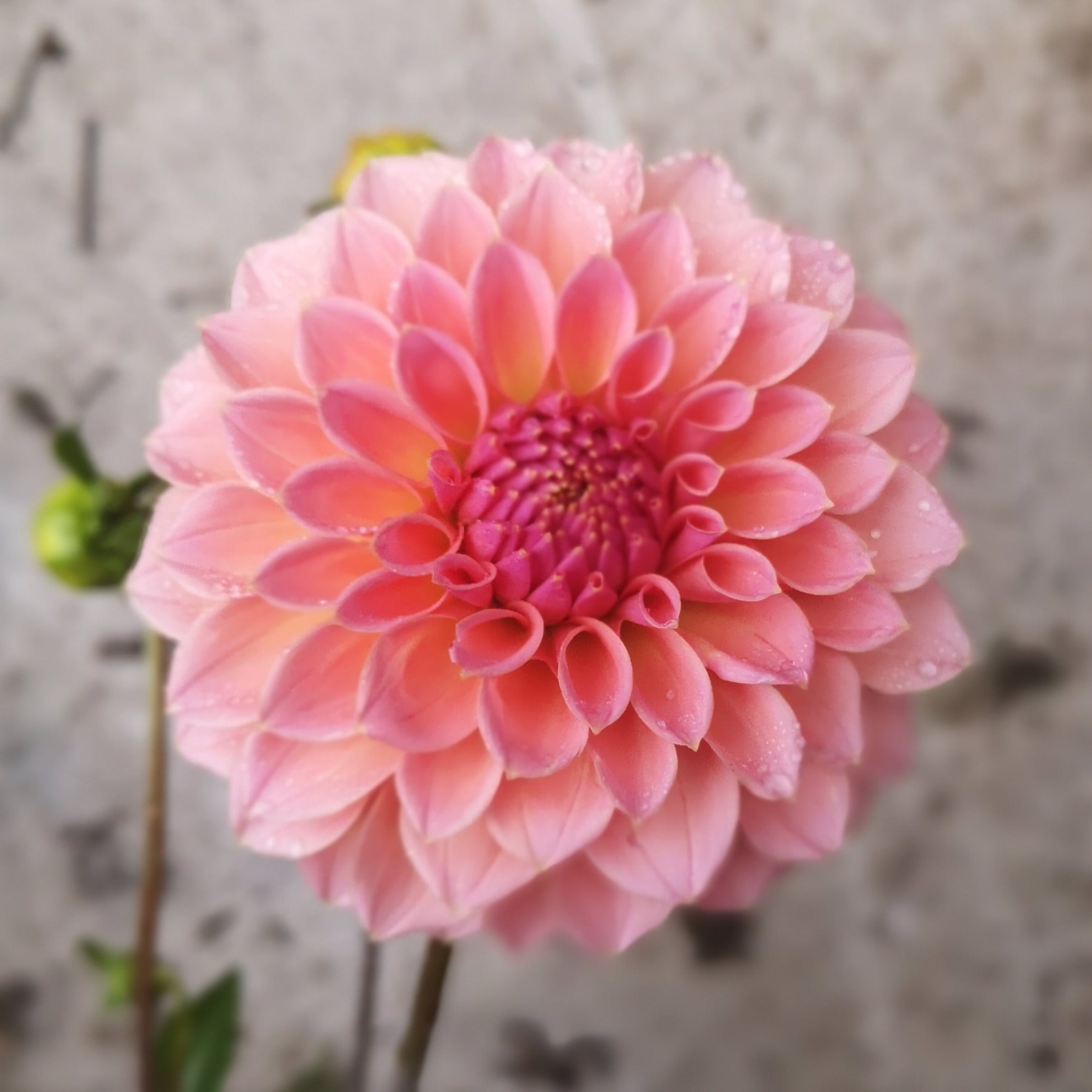 Dahlia Tuber - Hiller Tanunda image 2