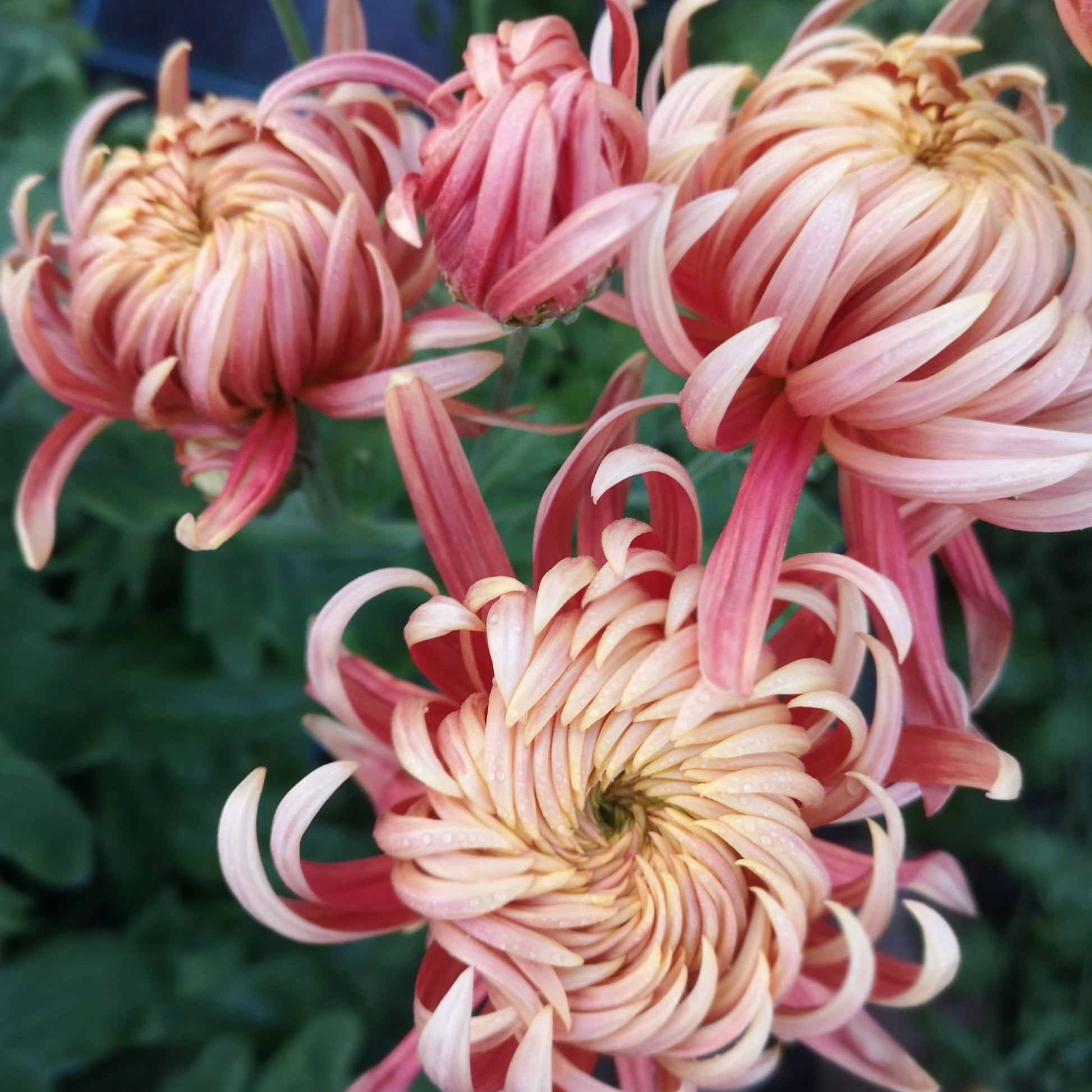 Chrysanthemum Plant - Seaton's Nectar image 0